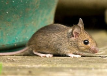 Comment faire fuir les méduses ?