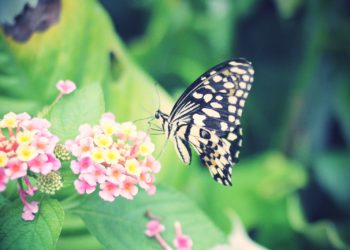 Qu'est-ce que ça mange les papillons de nuit ?