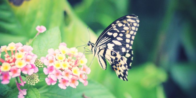 Qu'est-ce que ça mange les papillons de nuit ?