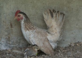 Comment Desinfecter un poulailler naturellement ?