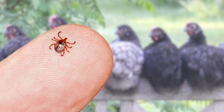 Comment se débarrasser des poux rouges sur l'homme ?