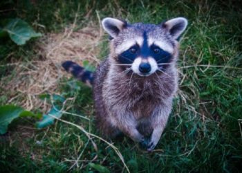 Comment faire pour se débarrasser des ratons laveurs ?