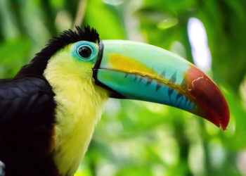 Qui possède un bec ?