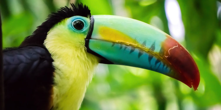 Qui possède un bec ?