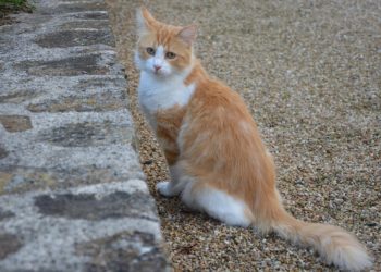 Comment savoir si un animal est un mammifère ?