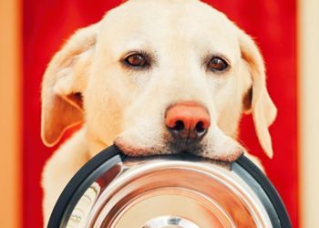 Quel médicament donner à un chien qui a la diarrhée ?