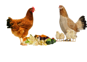 Quels déchets ne pas donner aux poules ?