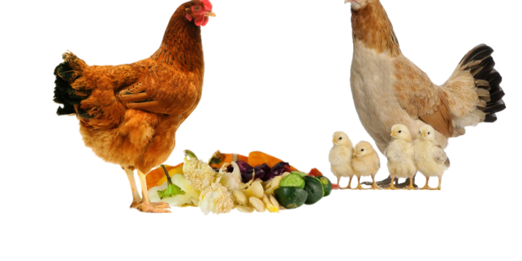 Quels déchets ne pas donner aux poules ?