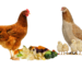 Quels déchets ne pas donner aux poules ?