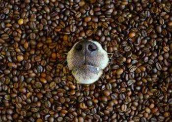 Quels sont les aliments interdits au chien ?