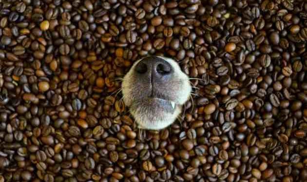 Quels sont les aliments interdits au chien ?