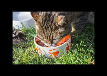 Quelle est la meilleure alimentation pour les chats ?