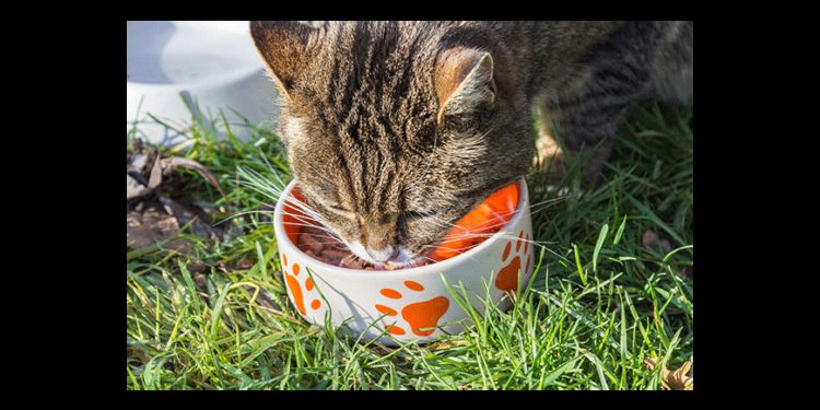 Quelle est la meilleure alimentation pour les chats ?