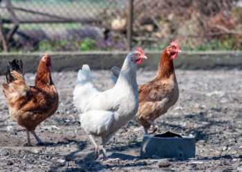 Pourquoi les poules tuent les serpents ?