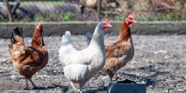 Pourquoi les poules tuent les serpents ?