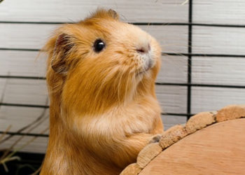 Quelle taille fait un cochon d'inde adulte ?