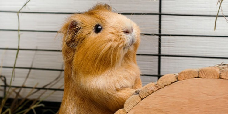Quelle taille fait un cochon d'inde adulte ?