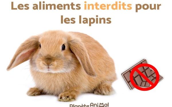 Qu'est-ce qu'un lapin ne doit pas manger ?