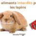 Qu'est-ce qu'un lapin ne doit pas manger ?