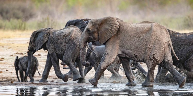 Quel animal pèse une tonne ?