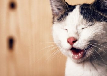 Quand Faut-il s'inquiéter quand un chat vomit ?