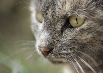 Quel médicament pour un chat qui a la diarrhée ?