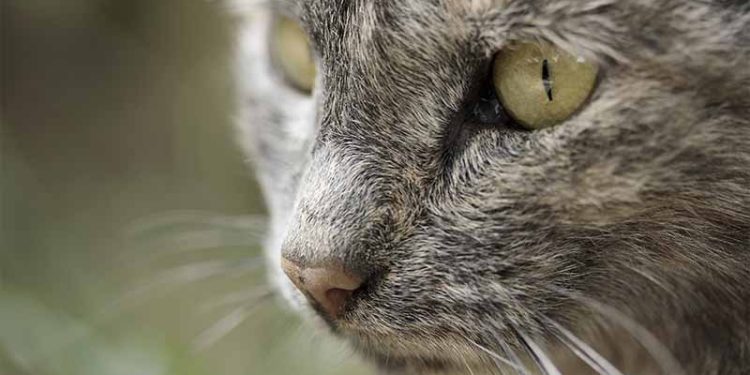 Quel médicament pour un chat qui a la diarrhée ?