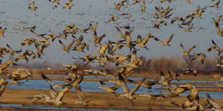 Où vont les cendres des animaux ?