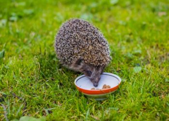Comment nourrir un hérisson sauvage ?
