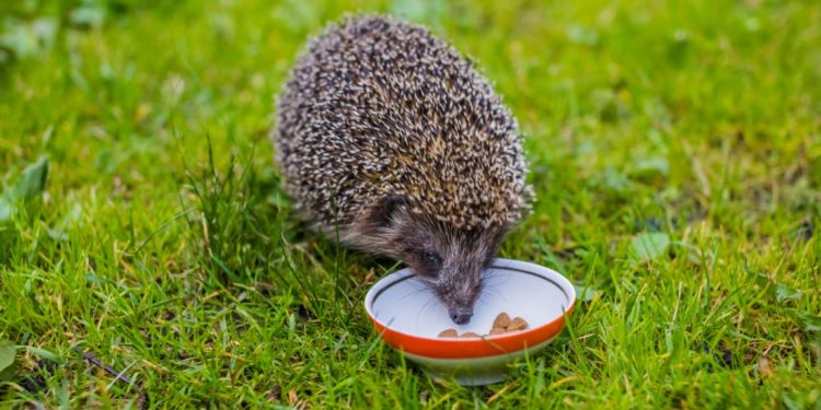 Comment nourrir un hérisson sauvage ?