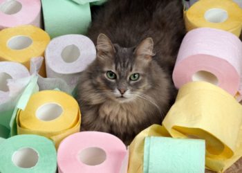 Comment calmer la diarrhée d'un chat ?