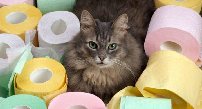 Comment calmer la diarrhée d'un chat ?