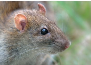 Quel animal fait fuir les rats ?