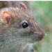 Quel animal fait fuir les rats ?