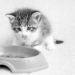 Quels sont les aliments préférés des chats ?