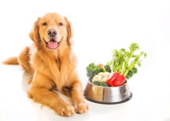 Quels légumes ne pas donner aux chiens ?