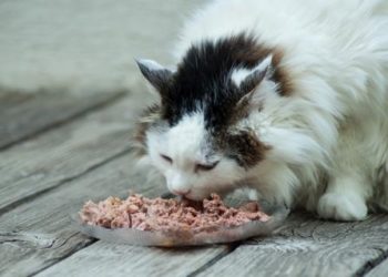 Comment nourrir chat sans croquette ?