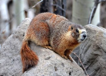 Quel animal est en voie de disparition au Québec ?