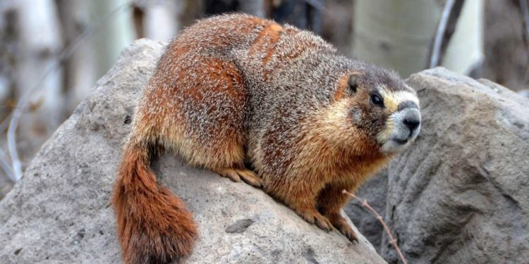 Quel animal est en voie de disparition au Québec ?