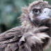 Quel animal est en danger de disparition à cause des incendies en cours dans le monde ?