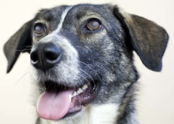 Comment soigner une Uveite chez le chien ?