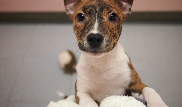 Comment sevrer un chiot de 1 mois ?