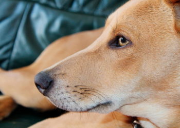 Comment savoir si notre chien à un kyste ?