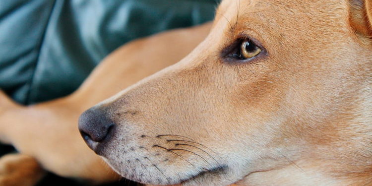 Comment savoir si notre chien à un kyste ?