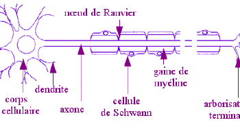 Quelles sont les caractéristiques du réflexe conditionnel ?