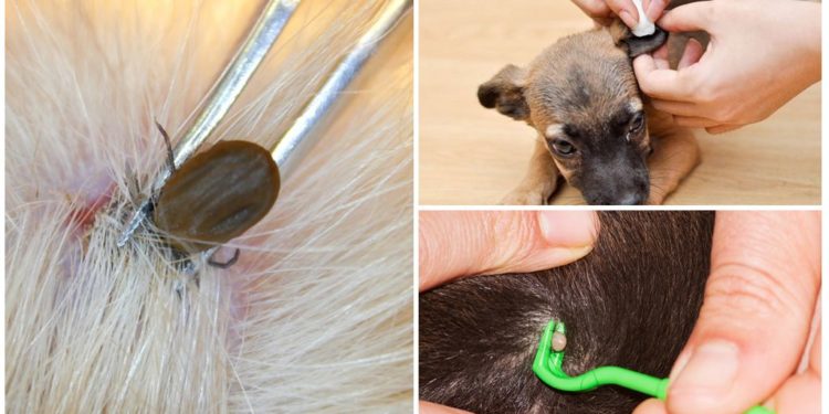 Comment enlever des asticots sur un chien ?