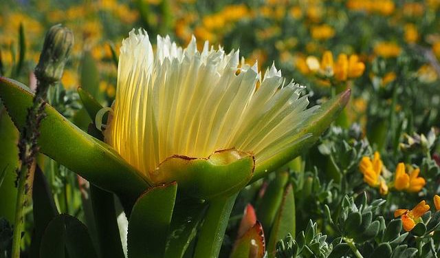 Quelles sont les plantes envahissantes ?