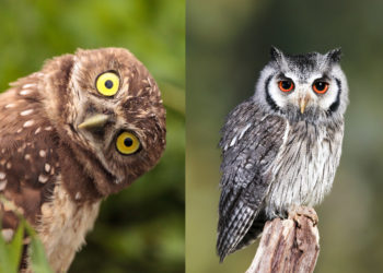 Quel est le nom de la femelle du hibou ?