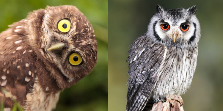 Quel est le nom de la femelle du hibou ?
