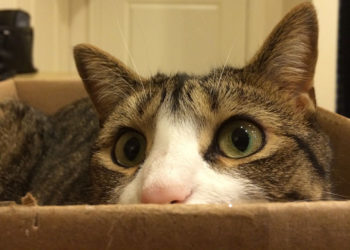 Pourquoi on à domestiquer les chats ?